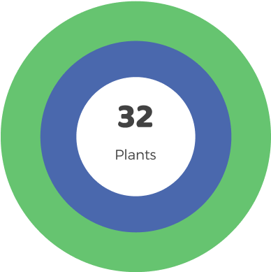 Large Room 32 plants