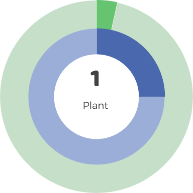 Medium Room 1 plant
