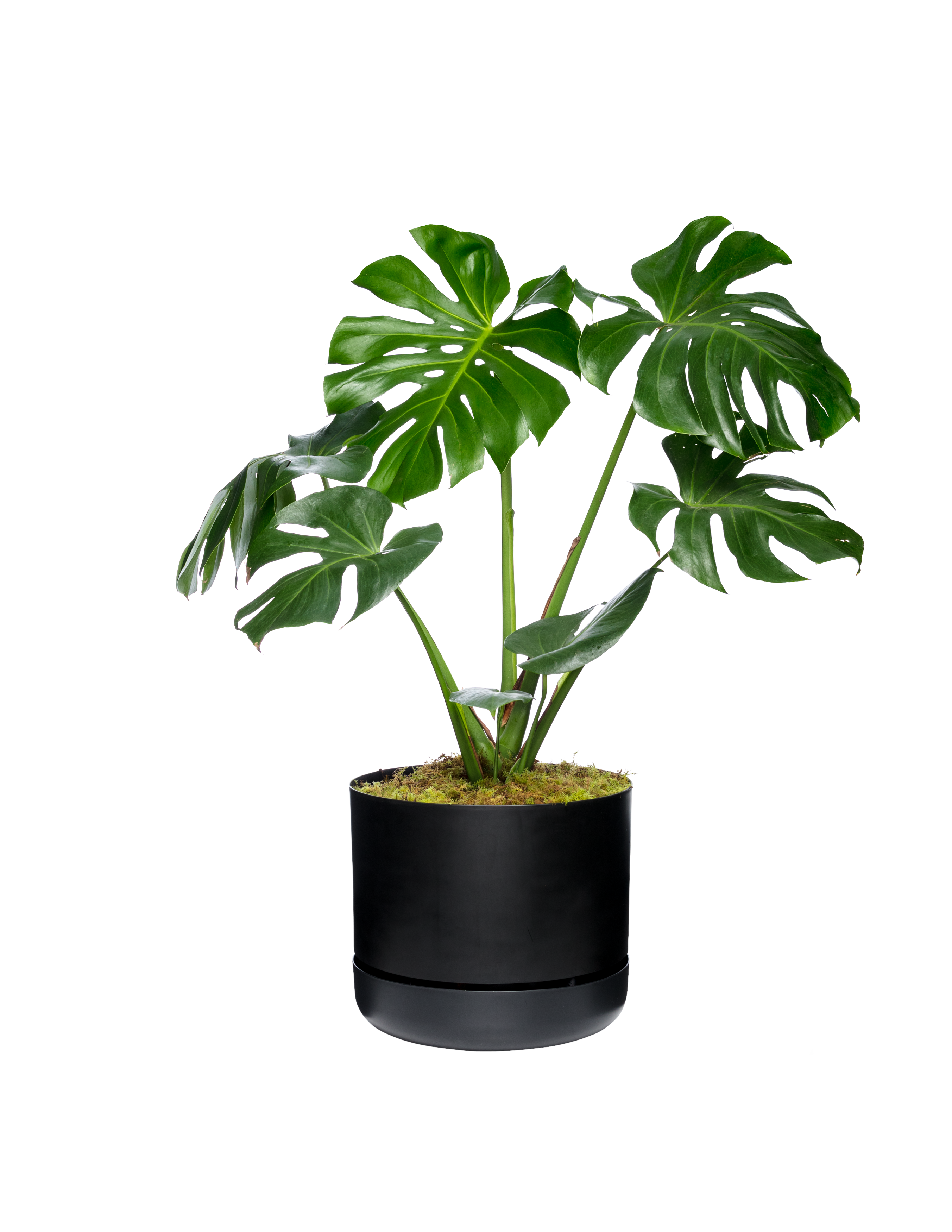 Monstera_6486_RT (1)