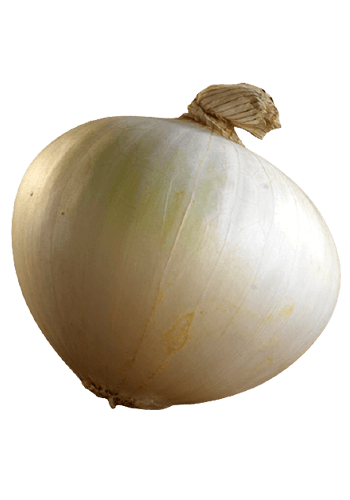 WhiteOnion-lg