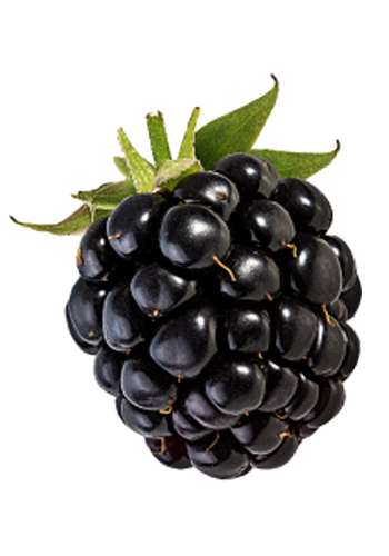 Blackberry