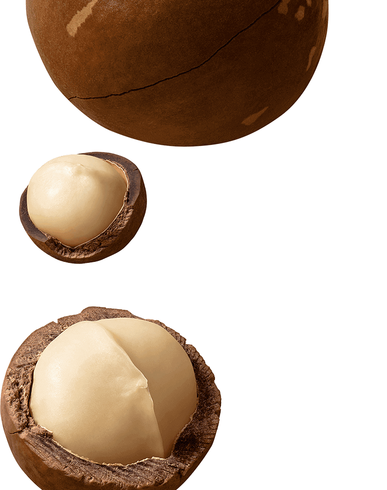 Macadamia-desktop-bottom