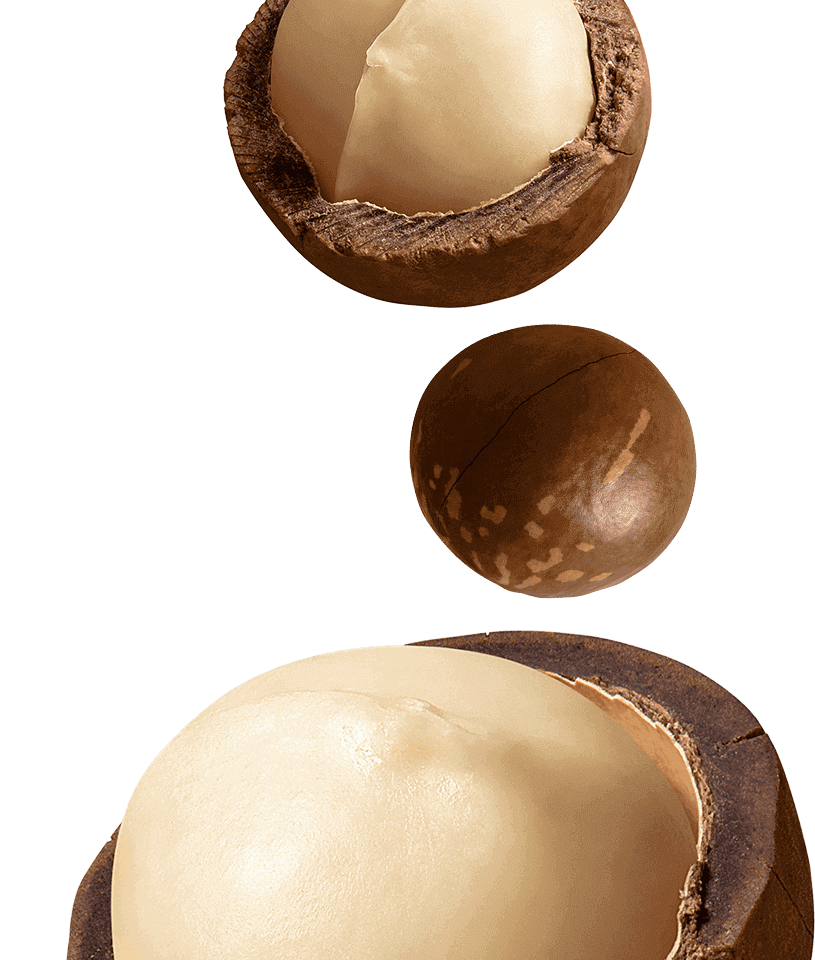 Macadamia-desktop-top