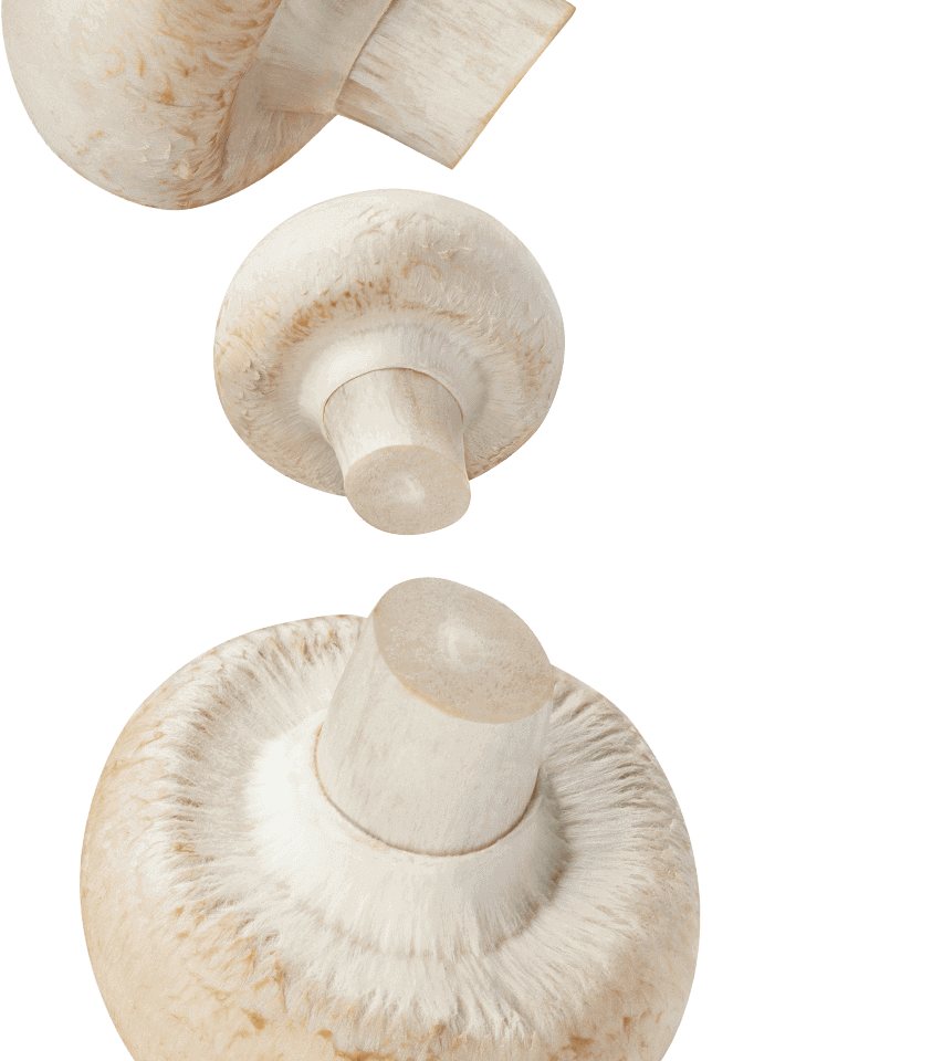 Mushroom-desktop-bottom