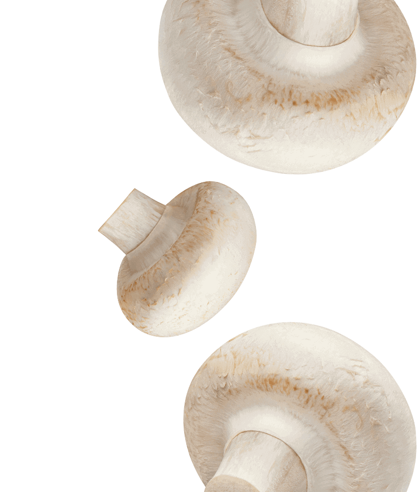 Mushroom-desktop-top