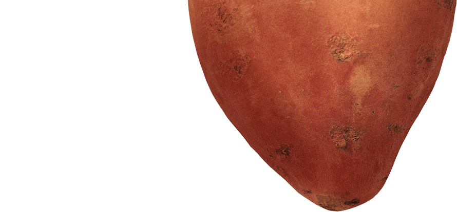 SweetPotota-desktop-top