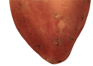 SweetPotota-mobile-top